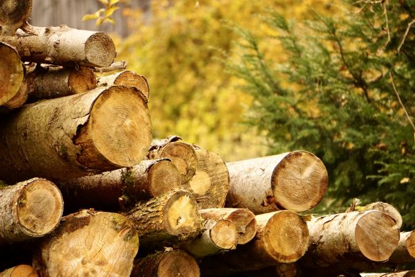 Wood Pile Removal Service