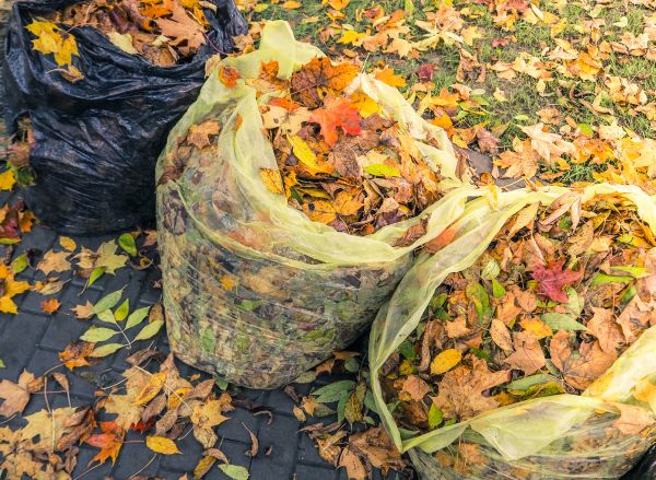 Cost of Yard Cleanup Service in Vallejo