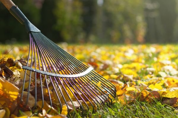 Cost of Leaf Raking Service in Vallejo