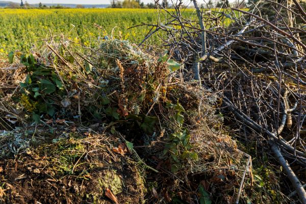 Cost of Brush Disposal in Vallejo