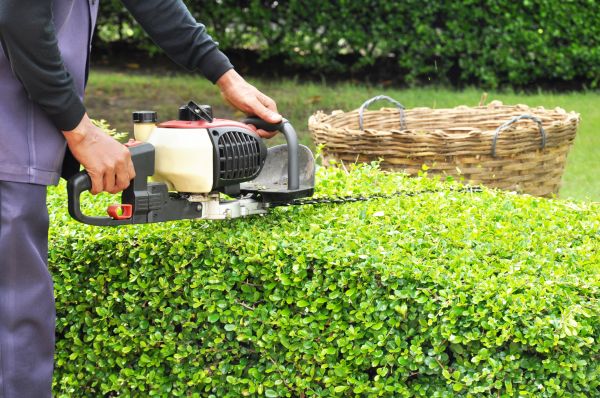 Landscaping Cleanup