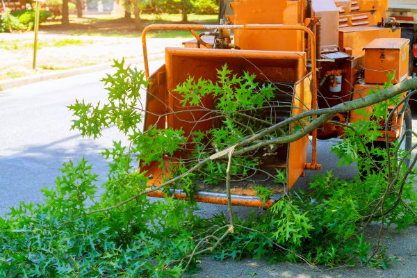 Cost of Tree Branches Removal in Vallejo