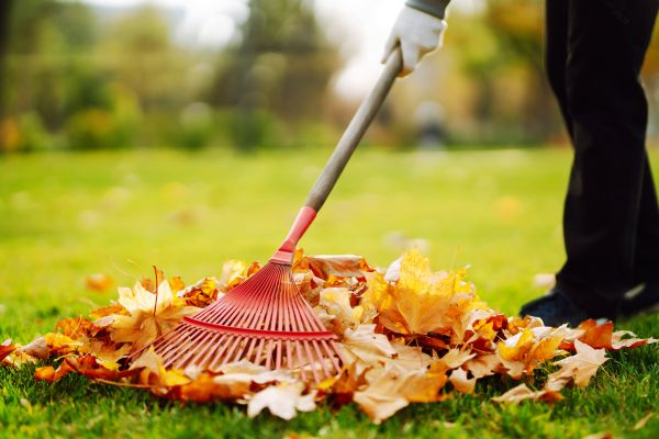Cost of Ditch Leaf Removal in Vallejo