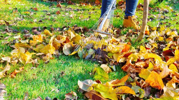 Cost of Lawn Cleanup Service in Vallejo